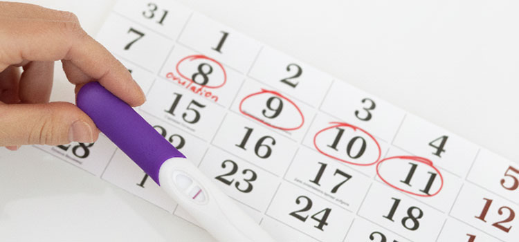 Calcul de la date d'ovulation