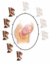 22ème semaine de grossesse - 24ème semaine d'aménorrhée - 5ème mois de grossesse