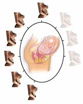 24ème semaine de grossesse - 26ème semaine d'aménorrhée - 6ème mois de grossesse