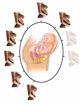 29ème semaine de grossesse - 31ème semaine d'aménorrhée - 7ème mois de grossesse