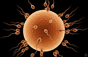 La conception : les phases d'un cycle